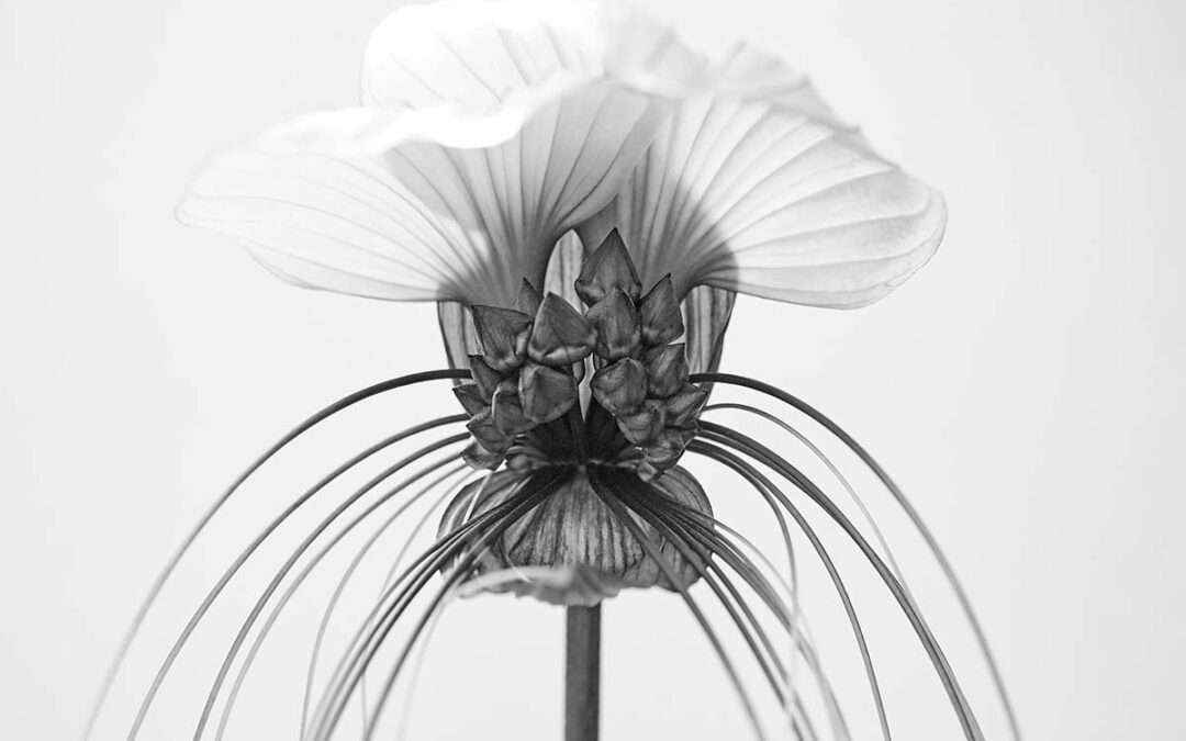 Botany in Black and White