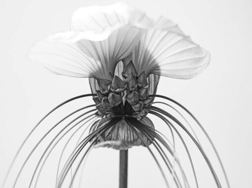 Botany in Black and White