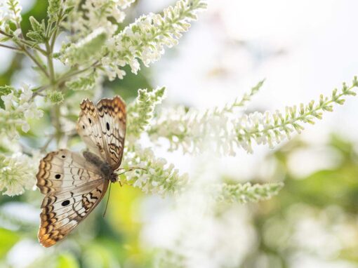 Butterfly Photography