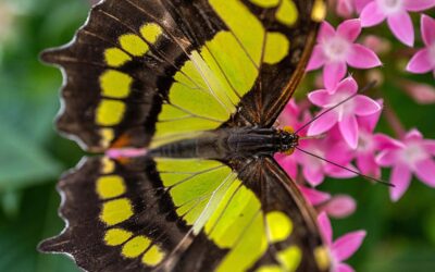 Butterfly Photography Workshop